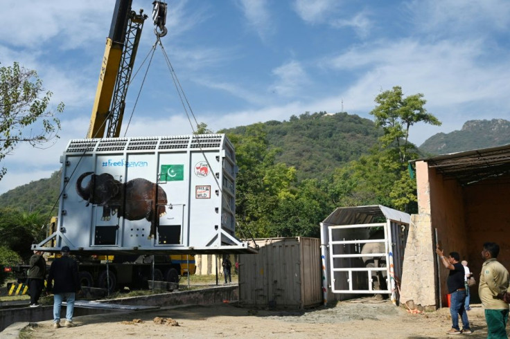 Kavaan (in enclosure at right) is set to be flown to Cambodia following a campaign by pop star Cher to free the elephant