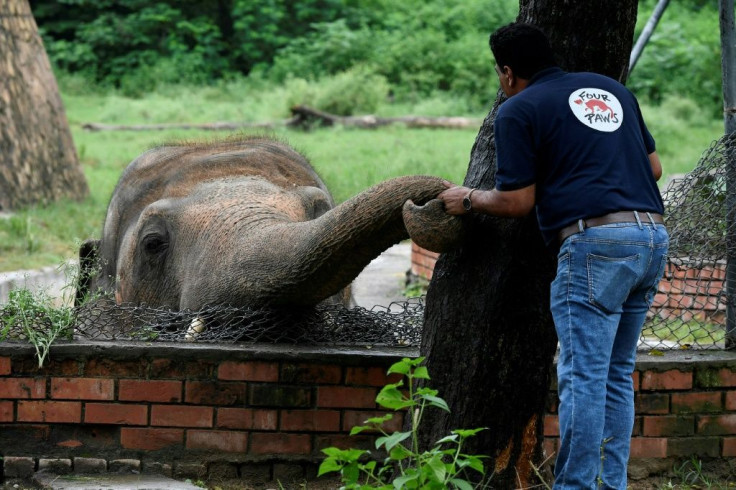 A team of vets and experts from Four Paws have spent months working with Kaavan to get him ready for the trip to Cambodia