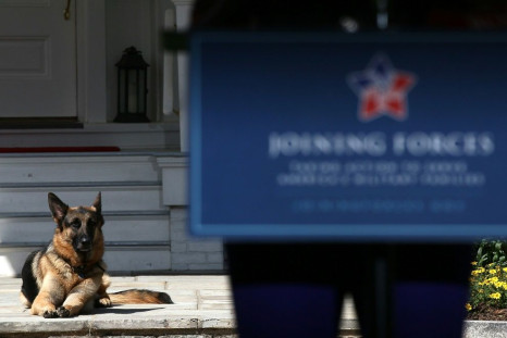 This file photo taken in 2012 shows Joe Biden's dog, Champ, laying down