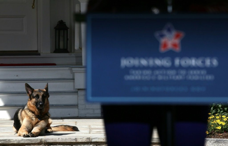 This file photo taken in 2012 shows Joe Biden's dog, Champ, laying down