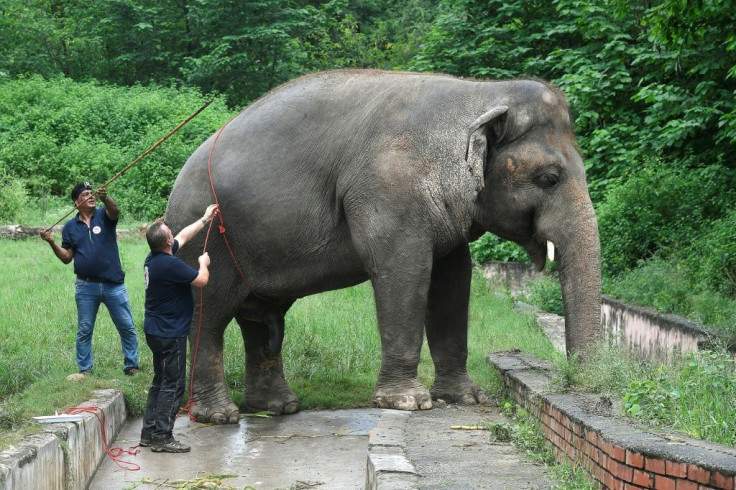 Dubbed the world's loneliest elephant by the press, Kaavan was the only Asian elephant in Pakistan