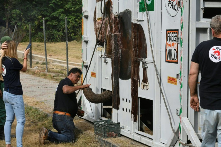 Dr Amir Khalil with Kaavan, during the operation to get the elephant into the crate