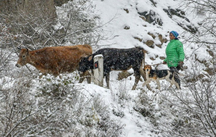 Ethnic Armenians are rushing to bring livestock and belongings out of regions of Nagorno-Karabakh ceded to Azerbaijan
