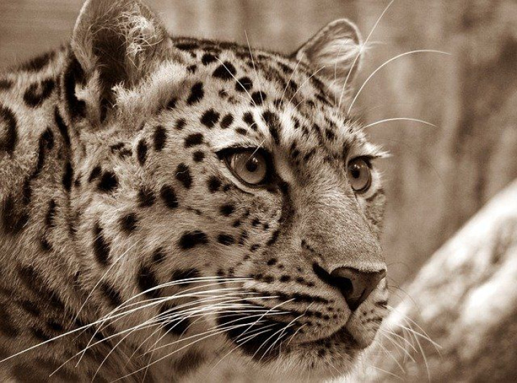 leopard