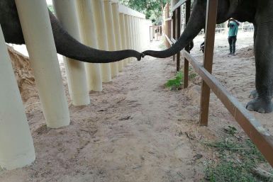 Kaavan arrived in Cambodia, where he got to see another elephant for the first time in eight years