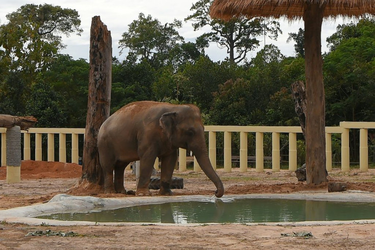 Kaavan will spend time adjusting in a smaller enclosure, before being released into the larger sanctuary