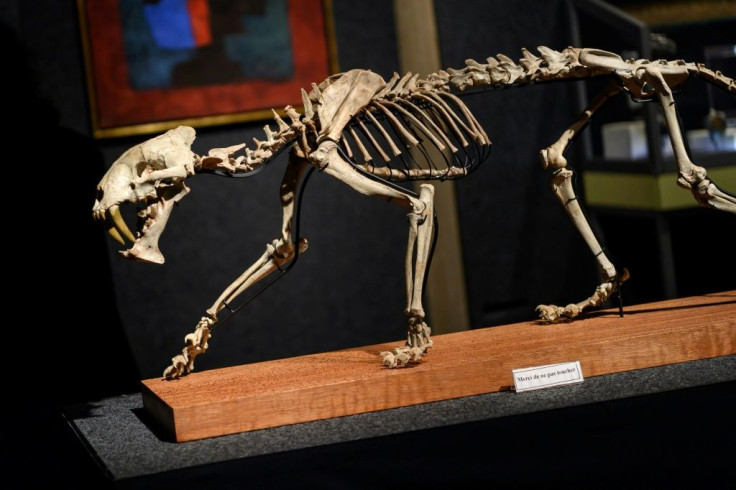 A South Dakota rancher last year discovered this rare 37-million-year-old skeleton belonging to what is popularly known as a sabre-toothed tiger. It was found virtually intact and is expected to sell for tens of thousands of dollars