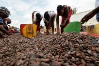Women sort cocoa beans in Ivory Coast on July 3, 2019