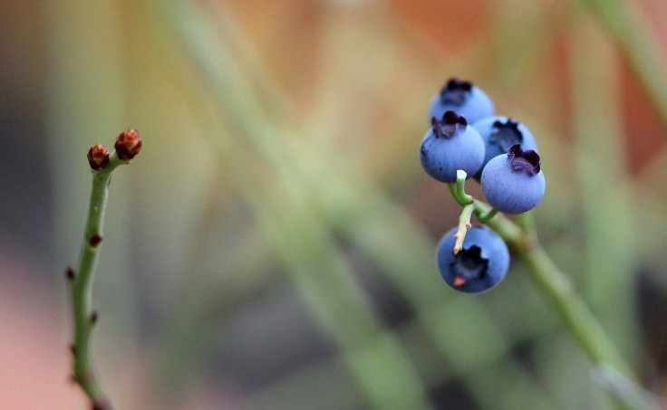 Blueberries are packed with antioxidants that can help fight cancer, diabetes, heart disease and other ailments