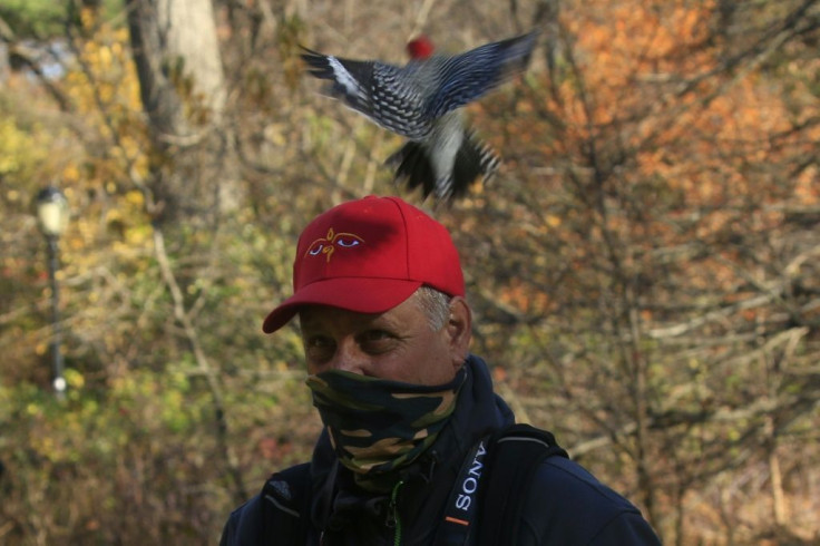 A red-bellied woodpecker swoops at Birding Bob, who gives birding tours in Central Park