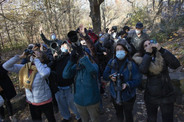 Photographer and birder Deborah Allen (center) lifts her camera to capture an image of a great horned owl