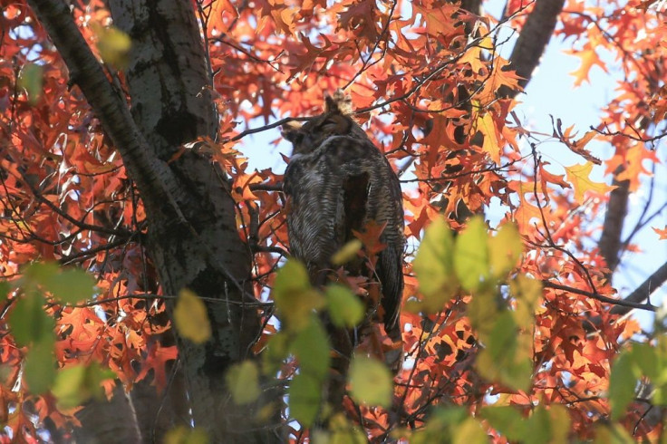 A great horned owl in Central Park