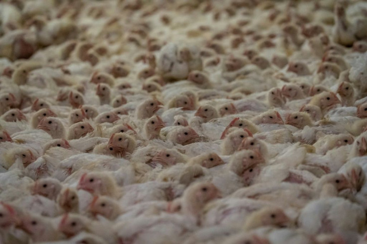 Eat Just hopes to bring down the cost of the lab-grown meet to below that of conventional chicken in the coming years