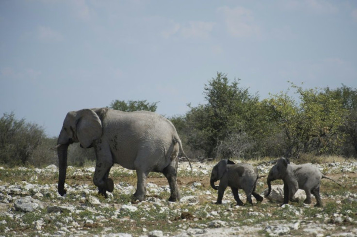 The elephants are to be sold rather than killed -- a policy change forced by a global outcry