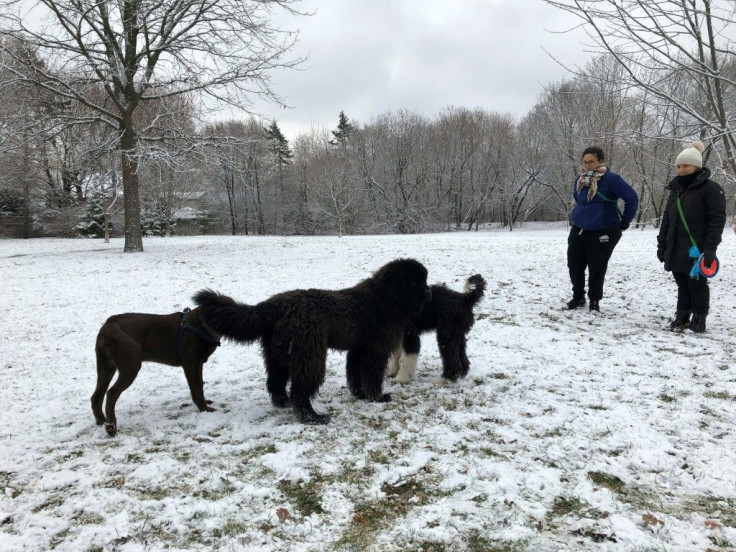 Scammers in Canada on preying on people eager to adopt puppies as a way to ease the loneliness of life under lockdown during the pandemic