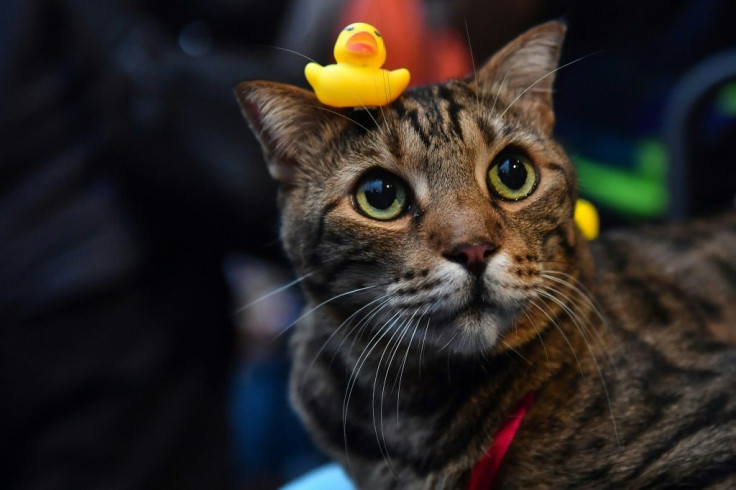 A small yellow rubber duck is placed on the head of a cat during a pro-democracy rally