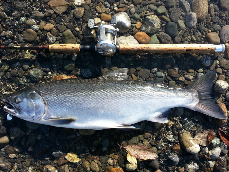 Coho Salmon