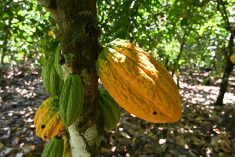 Cocoa pods in an Ivory Coast plantation. The world's chocolate market is estimated to be worth more than $100 billion but little of it trickles down to the farmers