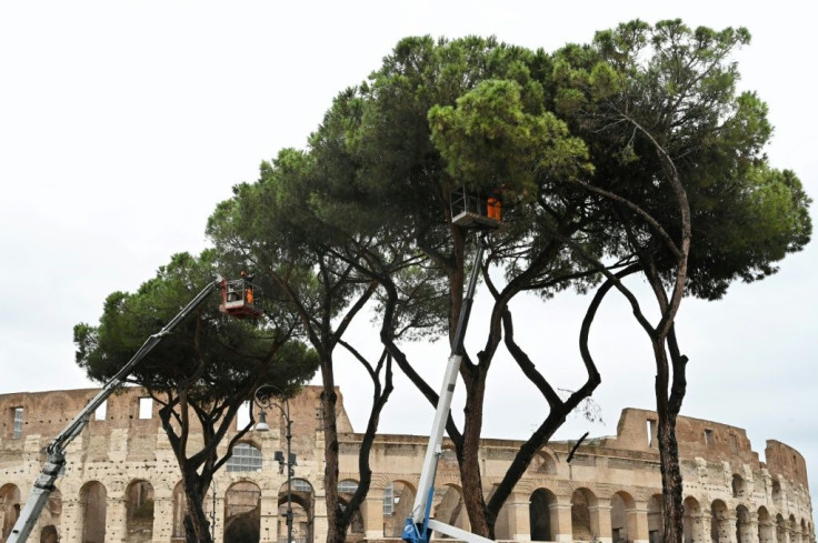 Rome's umbrella pine trees are under threat from a tiny insect called the pine tortoise scale