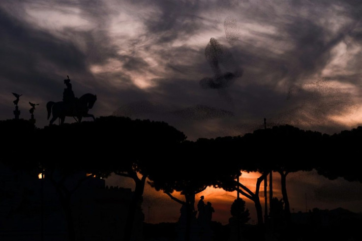 Rome's majestic umbrella pines are as much part of the landscape as the ruins and cobbled streets