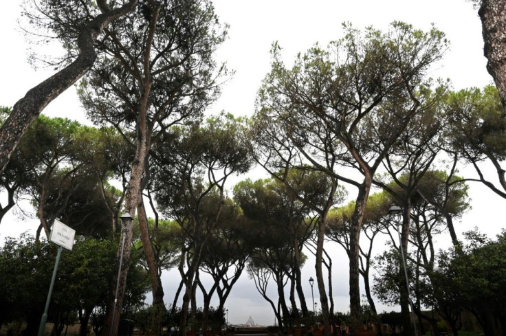 Many pines in the southern region of Campania that includes Naples have already succumbed to the insect invaders, but authorities in Lazio, the region in which Rome is located, are urgently seeking a solution