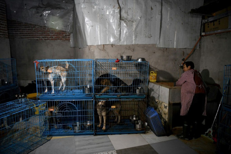 Wen Junhong shares her home in Chongqing, southwestern China, with more than 1,300 dogs