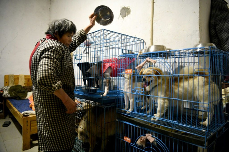An employee feeds dogs at Wen Junhong's home for rescued animals