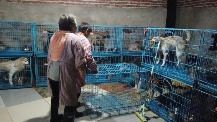 Twenty years ago, Wen Junhong took home one abandoned dog. Now, she has over 1,300 rescued canines crammed into a single brick house on the outskirts of the southern Chinese metropolis Chongqing.