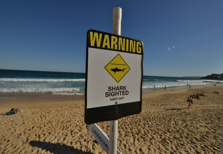 There have been eight fatal shark attacks in Australian waters so far in 2020, according to Australian Shark Attack File
