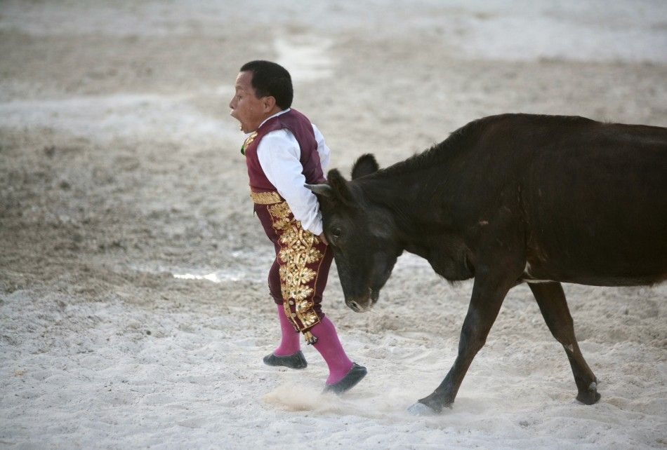 Dwarf bullfighter Osvaldo Hernandez from Los Enanitos Toreros is tackled by a calf in Cancun