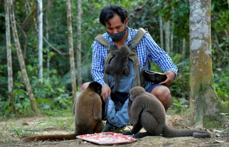 Woolly monkeys (Lagothrix lagotricha) surround the director of the Maikuchiga foundation, Jhon Jairo Vasquez, in the indigenous community of Mocagua, near Leticia, Colombia