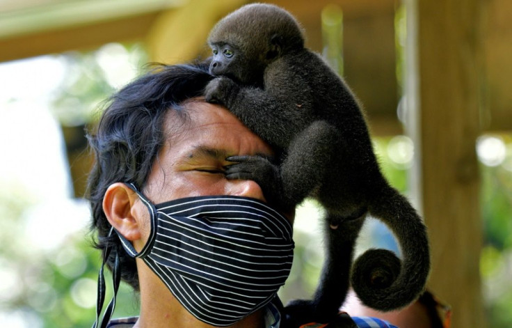 An infant woolly monkey (Lagothrix lagotricha) climbs on the head of the director of the Maikuchiga foundation, Jhon Jairo Vasquez