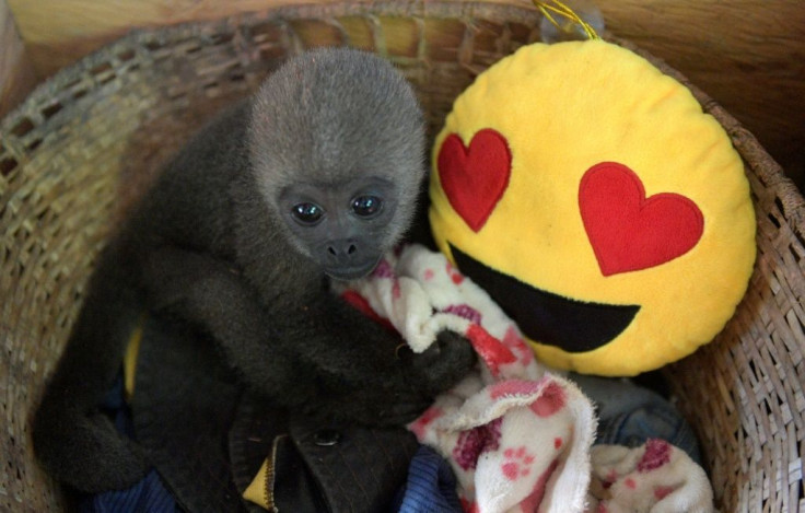 An infant woolly monkey rests in a basket during its rehabilitation at the Maikuchiga foundation in the indigenous community of Mocagua, near Leticia, Colombia
