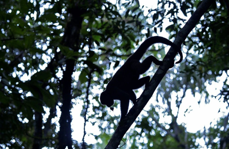 A woolly monkey at the Maikuchiga foundation refuge near Leticia, Colombia