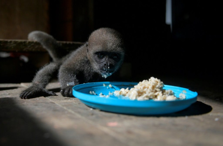 Feeding time for an infant woolly monkey at a Maikuchiga refuge