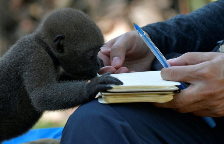 An infant woolly monkey (Lagothrix lagotricha) takes an interest in a journalist's notebook at the refuge