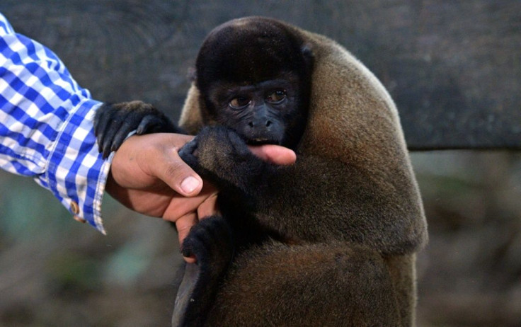 A woolly monkey holds the hand of the director of the Maikuchiga foundation, Jhon Jairo Vasquez, in Leticia, Colombia