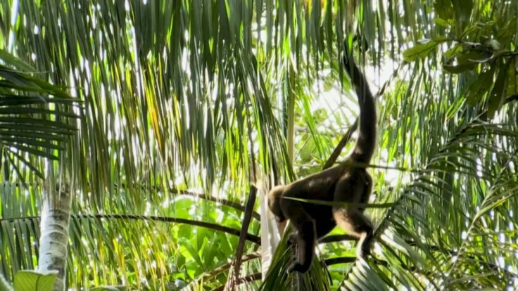 "I have become her father, and she's become the daughter," says a member of the Mocagua indigenous community, as he and his peers struggle to rescue and rehabilitate monkeys orphaned by illegal poaching in the Colombian Amazon