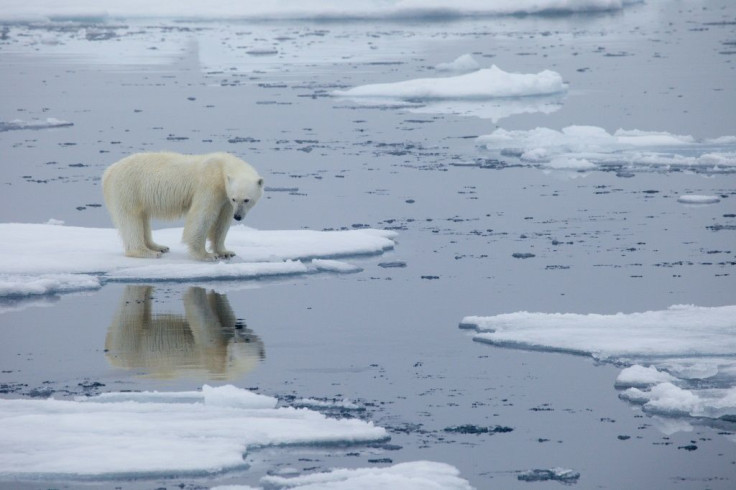 Melting sea ice in Svalbard, Norway in 2013 -- each year it is melting a bit more in the warm weather and refreezing a bit less in winter