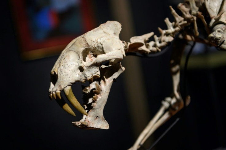The find was part of a larger collection being auctioned in Geneva