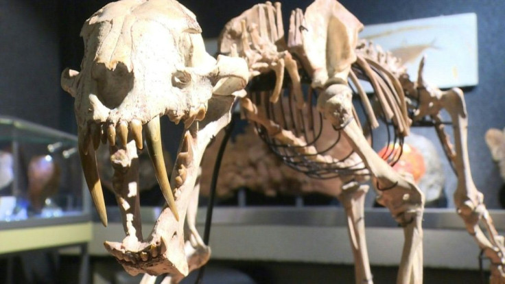 IMAGES AND SOUNDBITES A nearly 40-million-year-old skeleton belonging to what is popularly known as a sabre-toothed tiger is going under the hammer in Geneva a year after its discovery on a US ranch. The skeleton, some 120 centimetres (nearly four feet) l