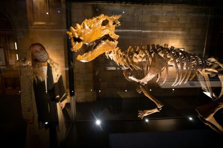 Among the real creatures on display is a skeleton of a pachycephalosaur dinosaur