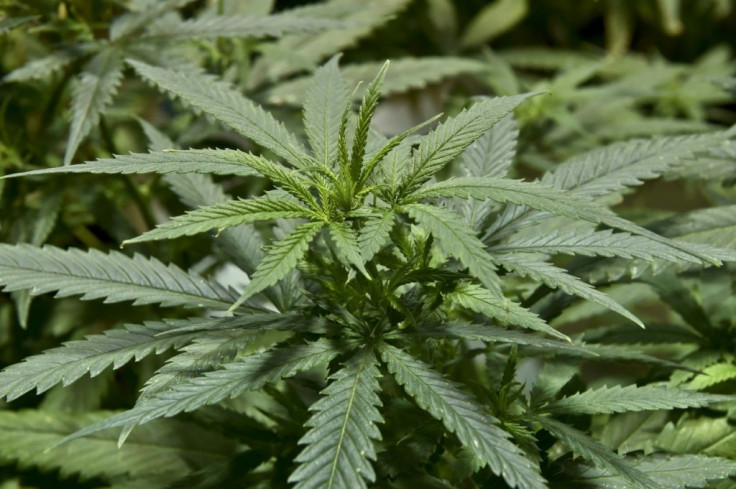 A suspected drug dealer opened Google Translate to talk to police during a routine stop and inadvertedly showed them a video of his cannabis farm