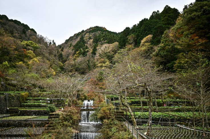 Wasabi needs a lot of clear water to grow; it is farmed on terraces, which filter the water as it flows down