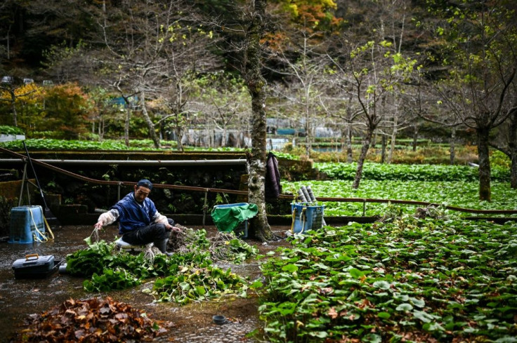Shizuoka province, where wasabi grows naturally, produces around half of Japan's yearly crop
