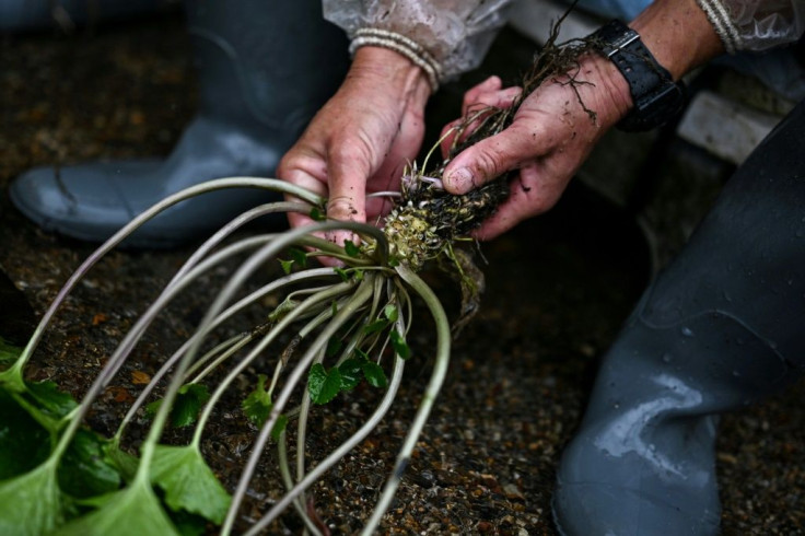 It can take up to 18 months for a wasabi plant to mature; once ready, the leaves are stripped away from the root