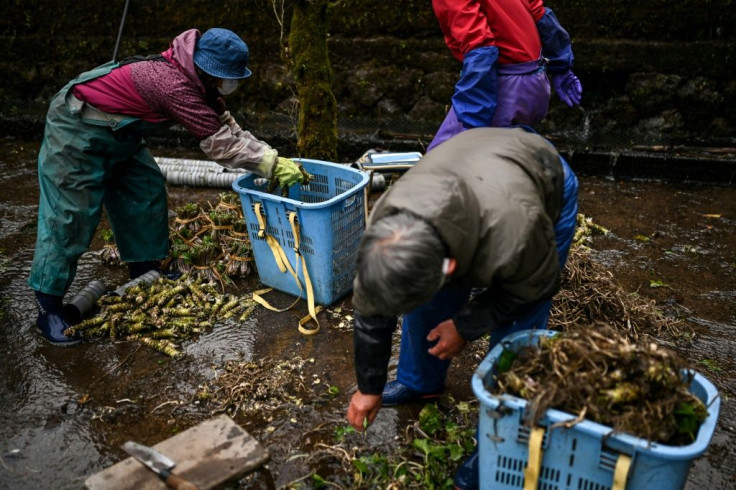 As the coronavirus pandemic hits the hospitality industry, wasabi growers are looking to expand their market