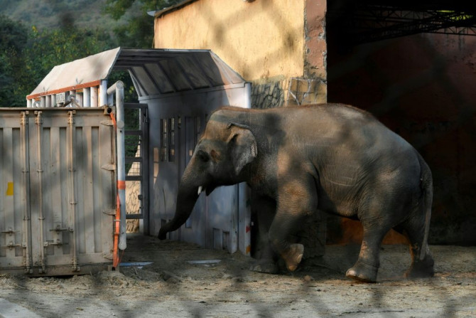 The plight of Kavaan highlighted dire conditions at the Islamabad zoo