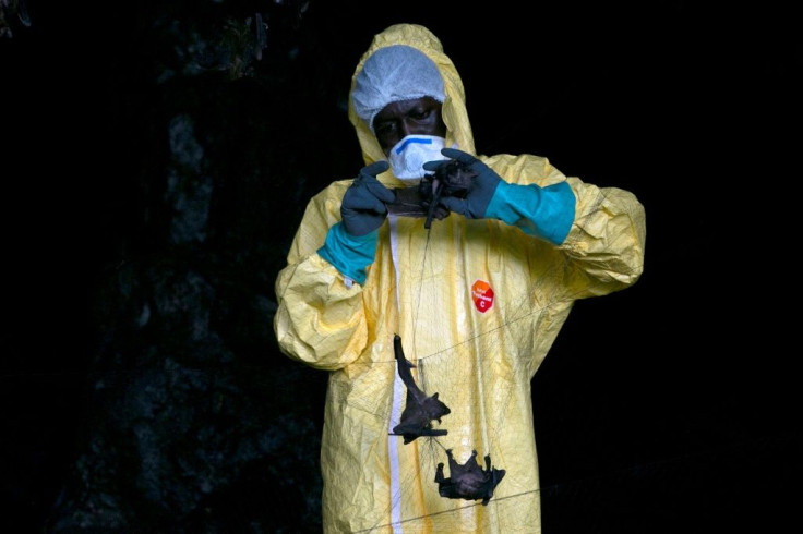 A researcher traps bats in a net at the Zadie Caves in Gabon. Samples are taken from the mammals to see if they are hosting viruses that could jump to humans