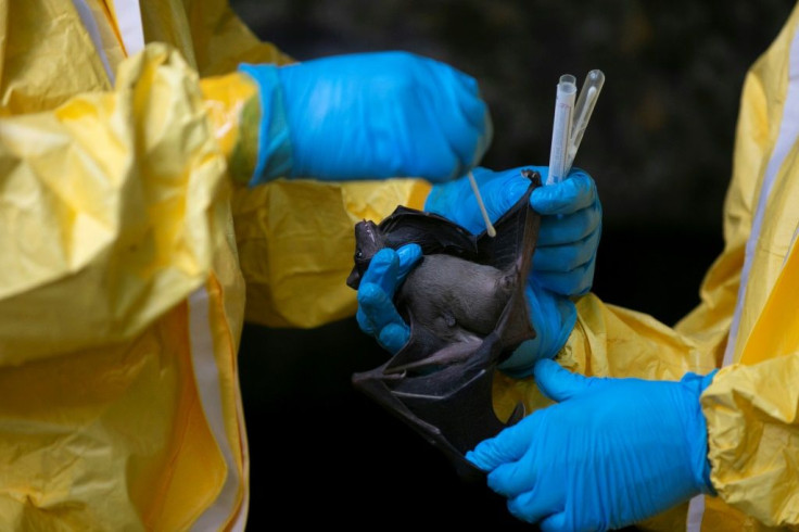 The scientists use swabs to take samples, which are then analysed in a hi-tech lab in Franceville